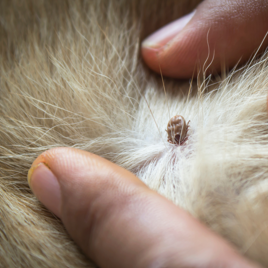 WIE KANN ICH ZECKENBEFALL NATÜRLICH VORBEUGEN? Die meisten Produkte hierfür enthalten Chemie die deinem Hund schaden können. Eine natürliche Alternative durch rein natürliche pflanzliche Öle kann hier helfen. Mehr Infos findes du hier: