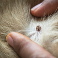WIE KANN ICH ZECKENBEFALL NATÜRLICH VORBEUGEN? Die meisten Produkte hierfür enthalten Chemie die deinem Hund schaden können. Eine natürliche Alternative durch rein natürliche pflanzliche Öle kann hier helfen. Mehr Infos findes du hier:
