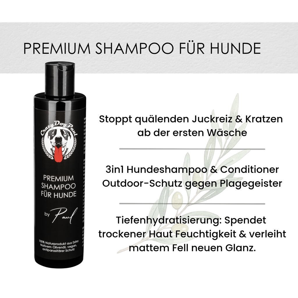 Mein Hund kratzt sich ständig. Was kann ich tun?