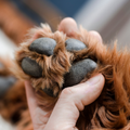 Was tue ich gegen raue Pfoten & Liegeschwielen? Die Haut braucht hier tiefe Fettzufuhr die rissige Ballen lindern, schnell einzieht und langanhaltend vor Streusalz, Hitze und rauem Asphalt schützt.. Mehr Infos findest du hier: