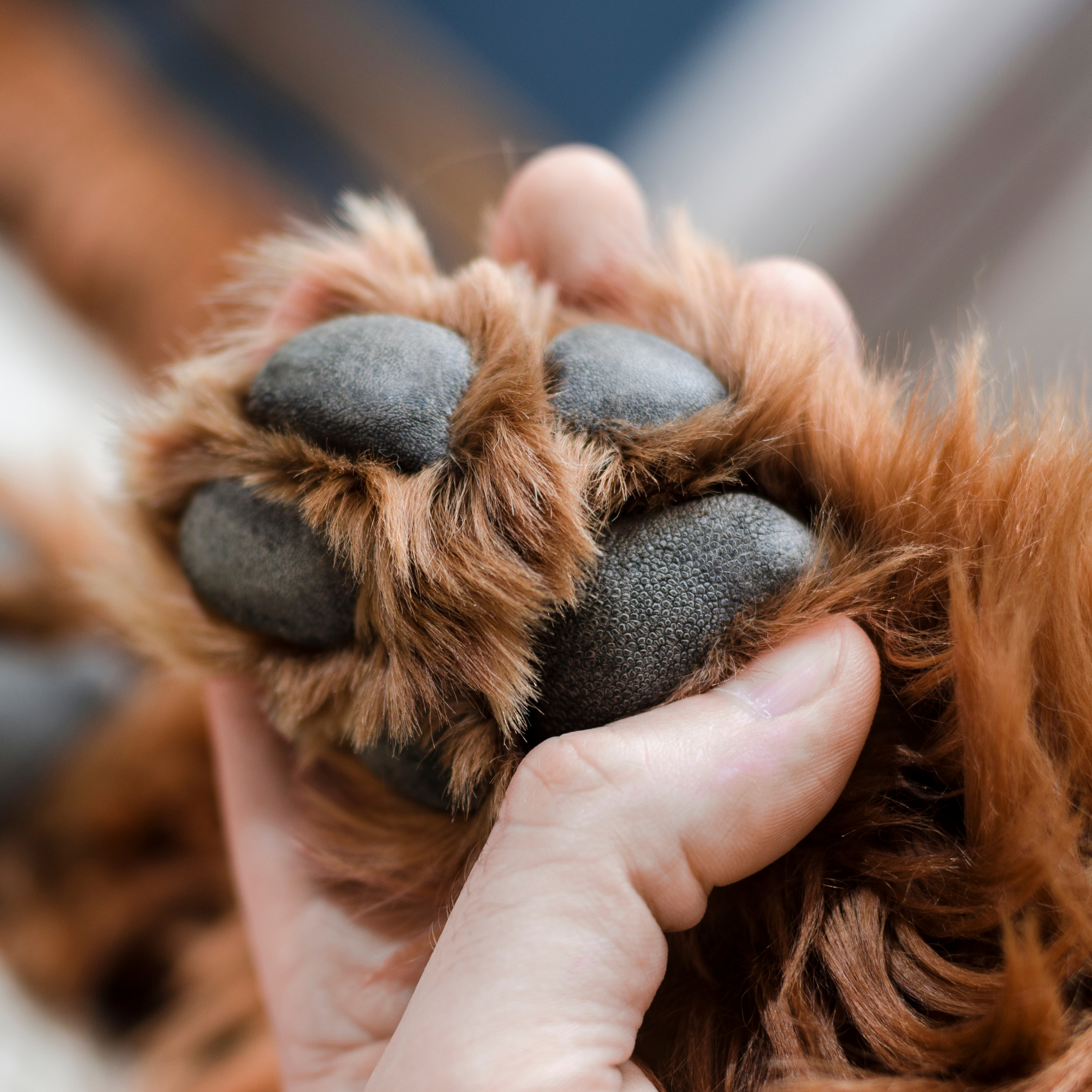 Was tue ich gegen raue Pfoten & Liegeschwielen? Die Haut braucht hier tiefe Fettzufuhr die rissige Ballen lindern, schnell einzieht und langanhaltend vor Streusalz, Hitze und rauem Asphalt schützt.. Mehr Infos findest du hier: