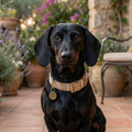 CrazyDogPaul Luxus Hundehalsband PORTOFINO – Mediterraner Vintage-Chic
