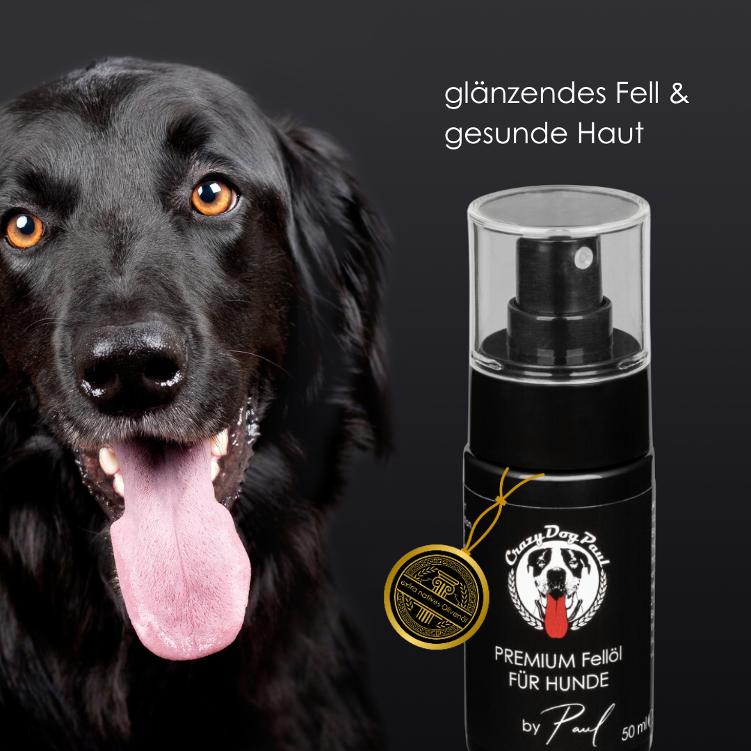 Anti Zecken Spray beim Hund anwenden – Stressfreies Aufsprühen vor dem Spaziergang im Wald