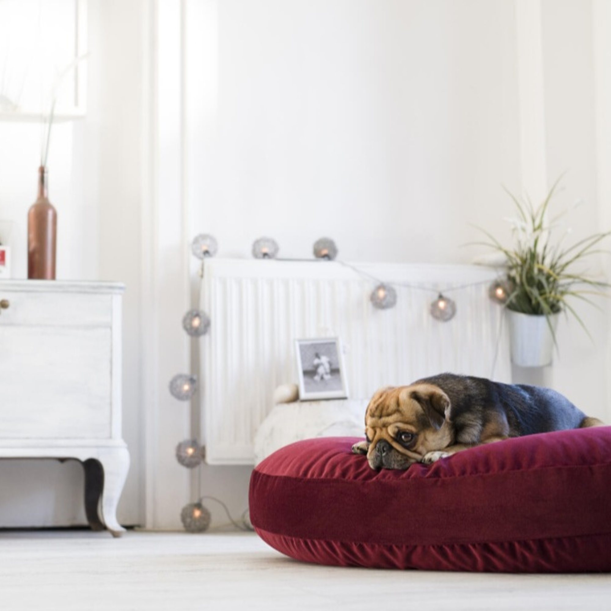 PRADO - Design-Hundebett SMOOTH in Bordeaux Rot