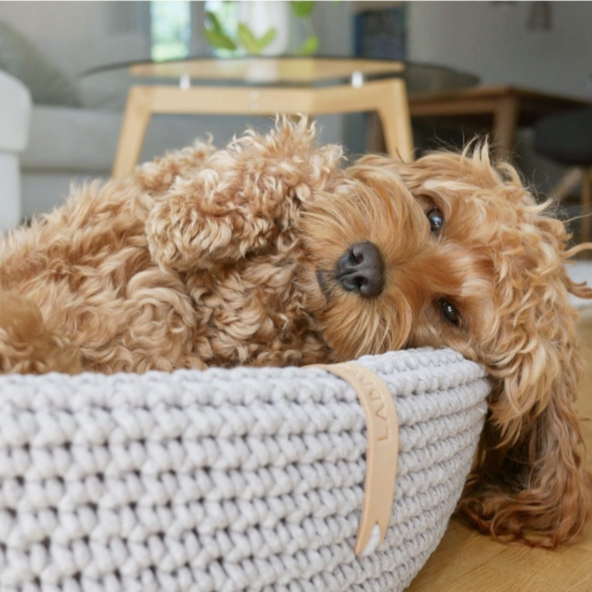 Lukko Hundebett- Grau