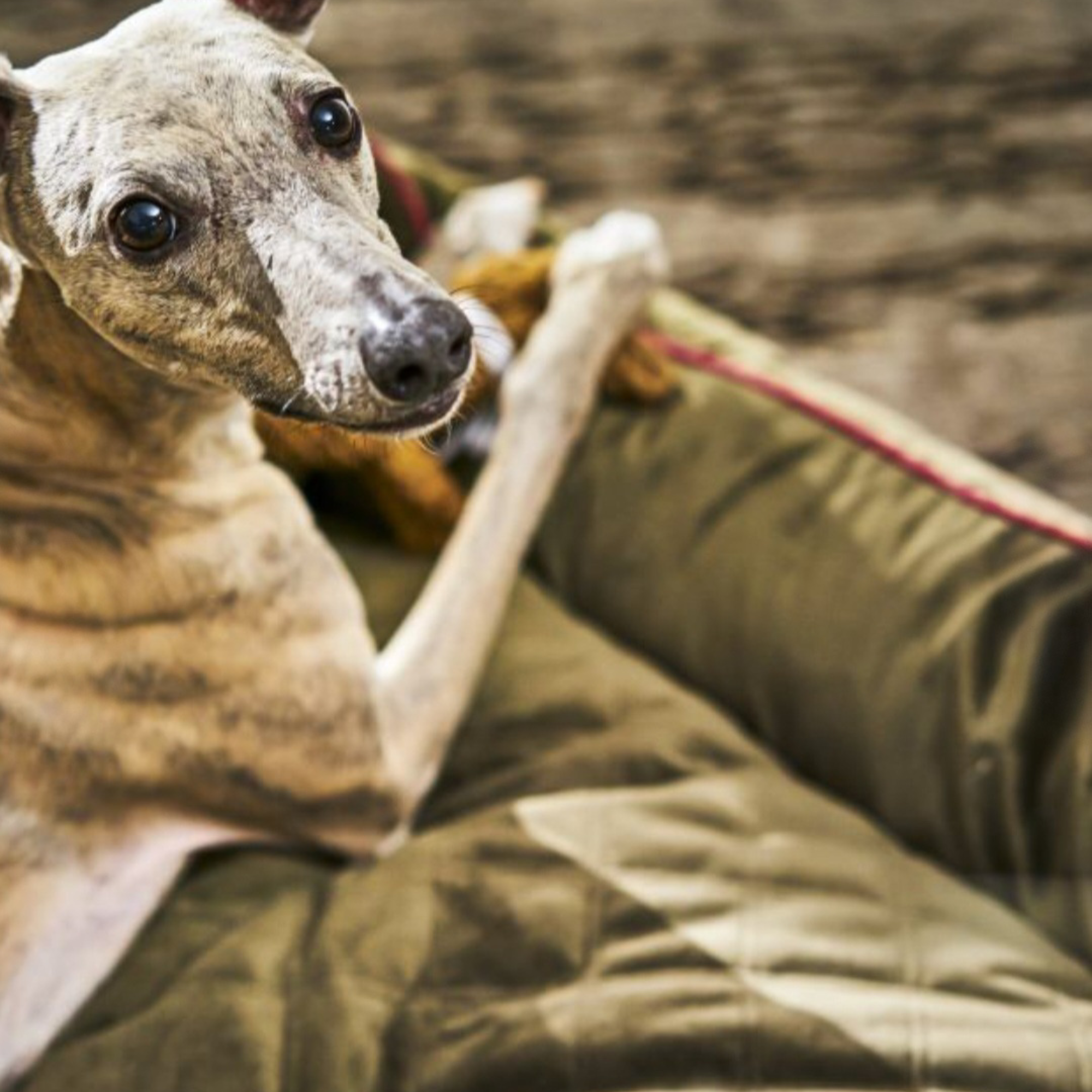 Design-Hundebett - OXFORD Farbe HERITAGE