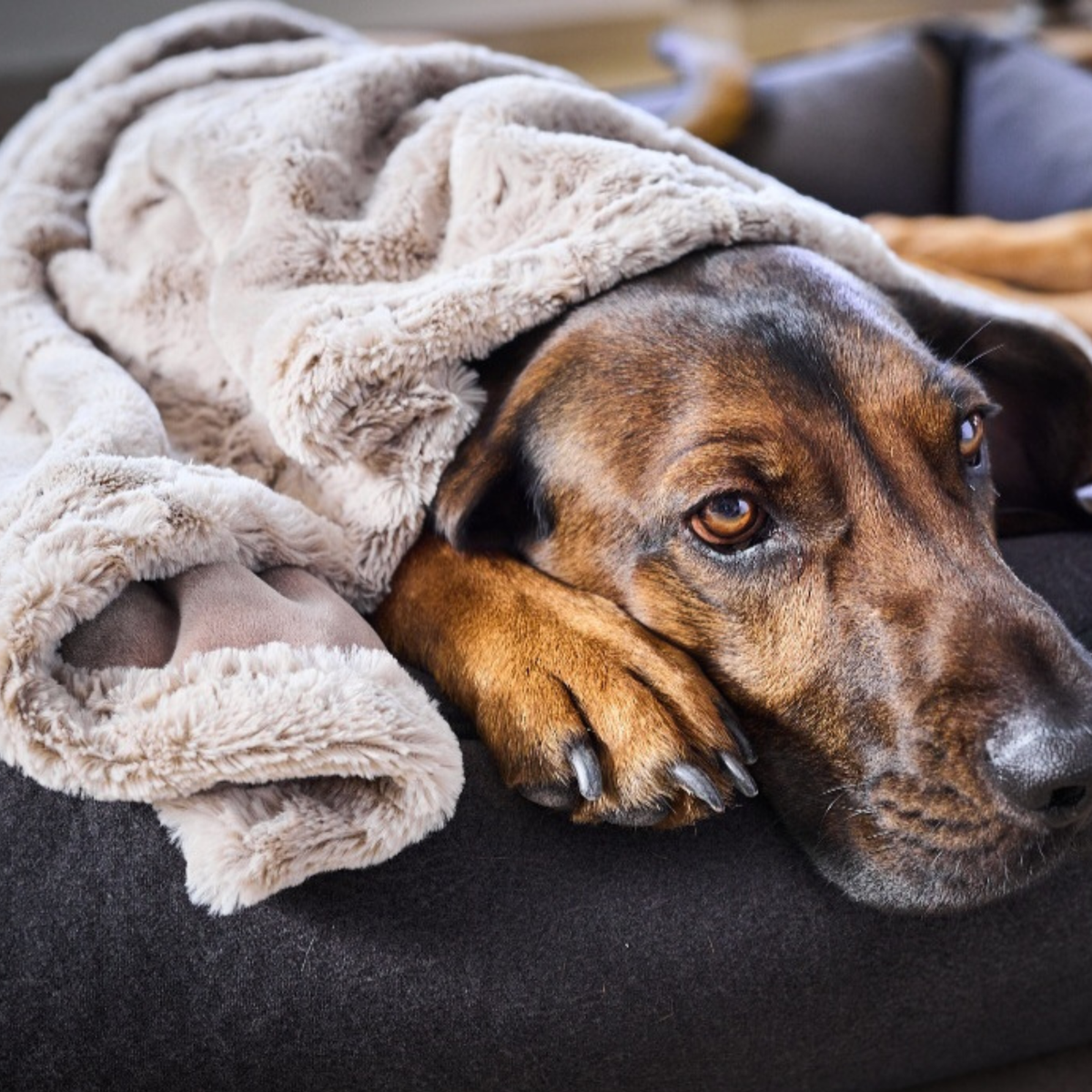 Edle Webpelz-Decke COZY