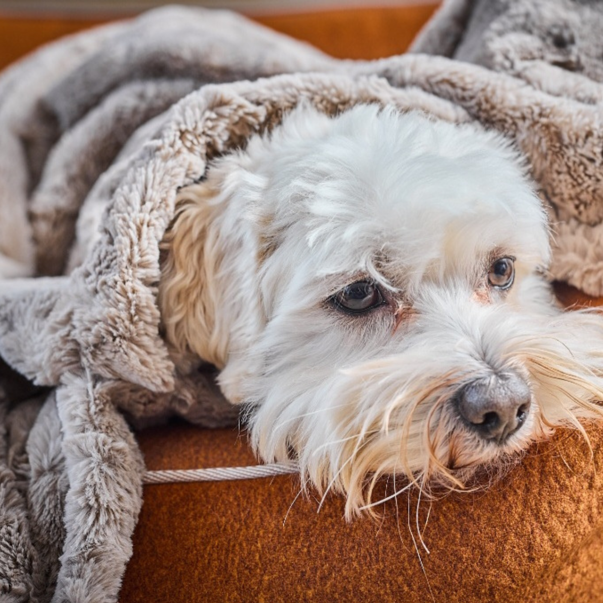 Edle Webpelz-Decke COZY
