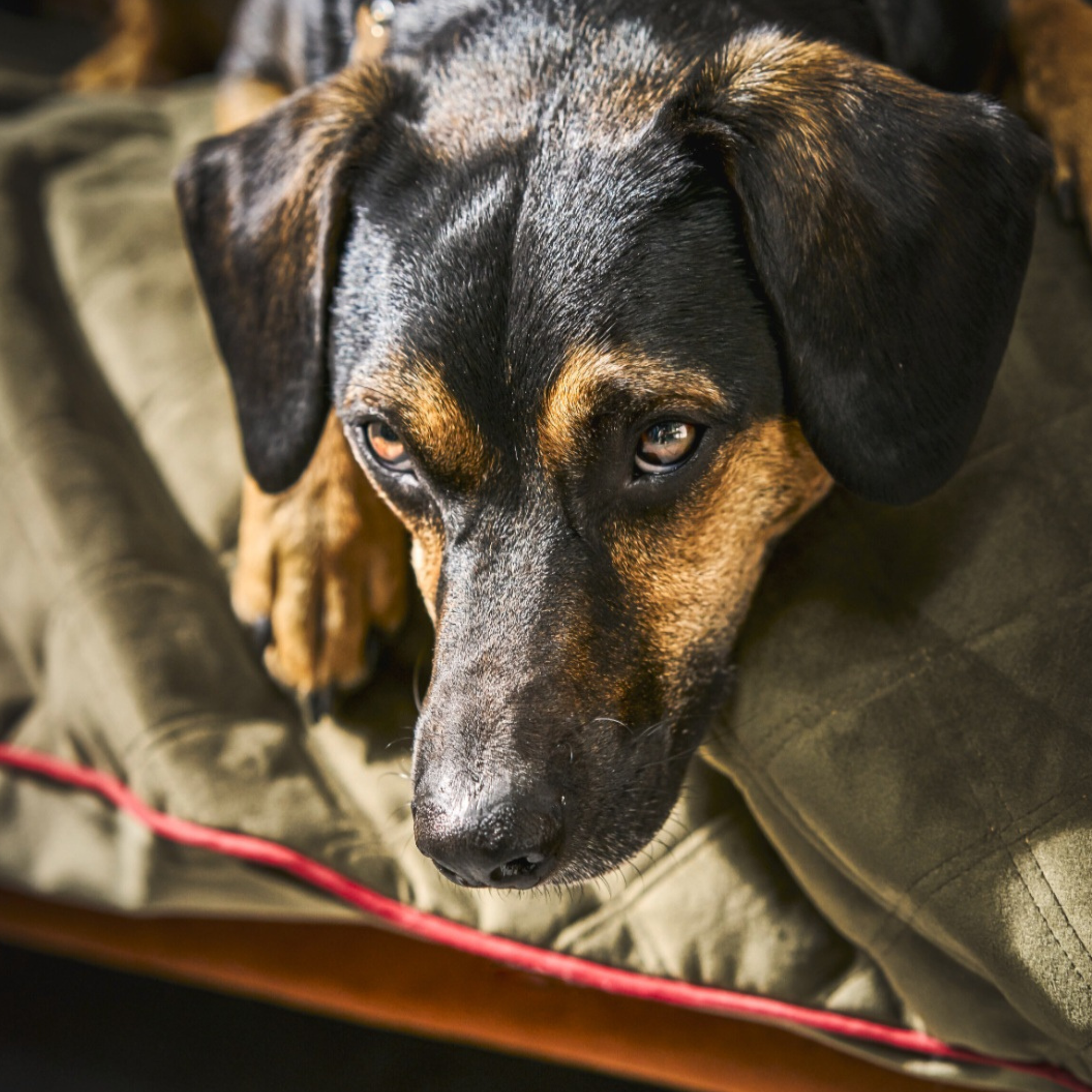 Hundedecke OXFORD strapazierfähig, in edler Samtoptik