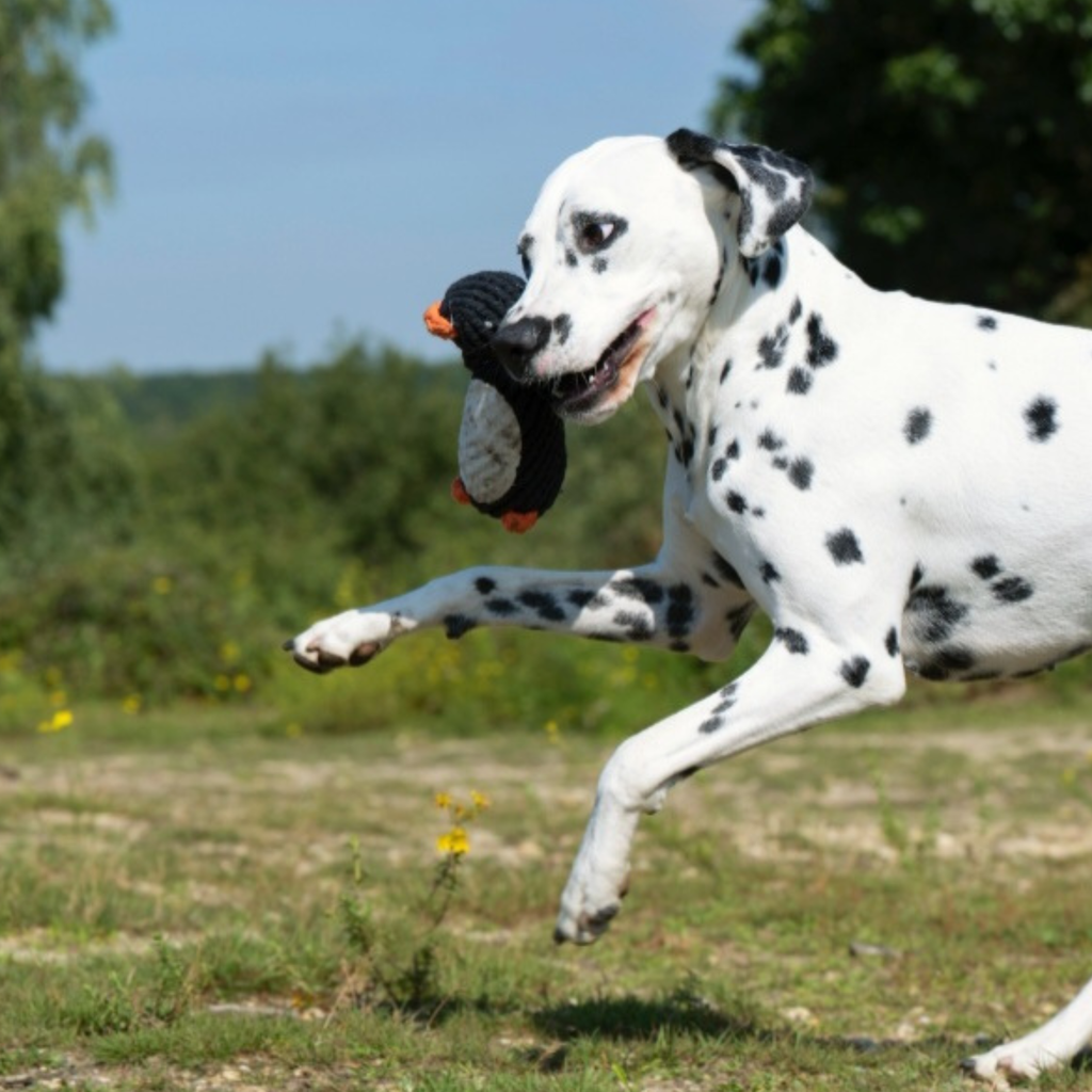Pinguin - Kult-Spielzeug für Hunde