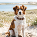 CrazyDogPaul Premium Hundehalsband NAVAJO – Leder im Ethno-Stil mit Türkissteinen