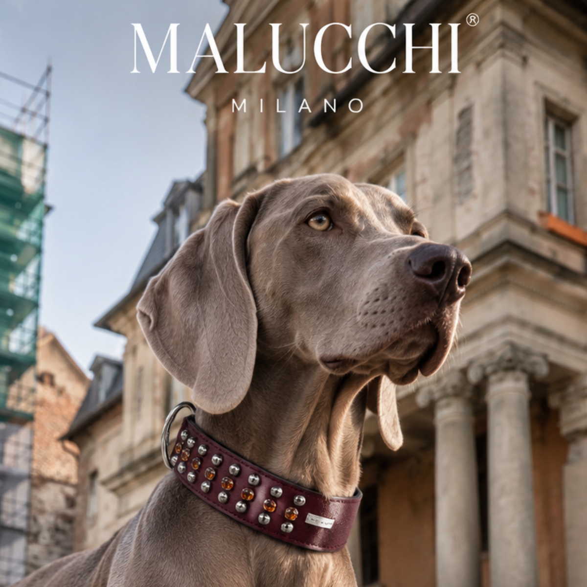 Malucchi Πολυτελές κολάρο σκύλου BULLET 3 εκ. – Rock-Chic & Iconic Σχέδιο από Δέρμα με Πριτσίνια