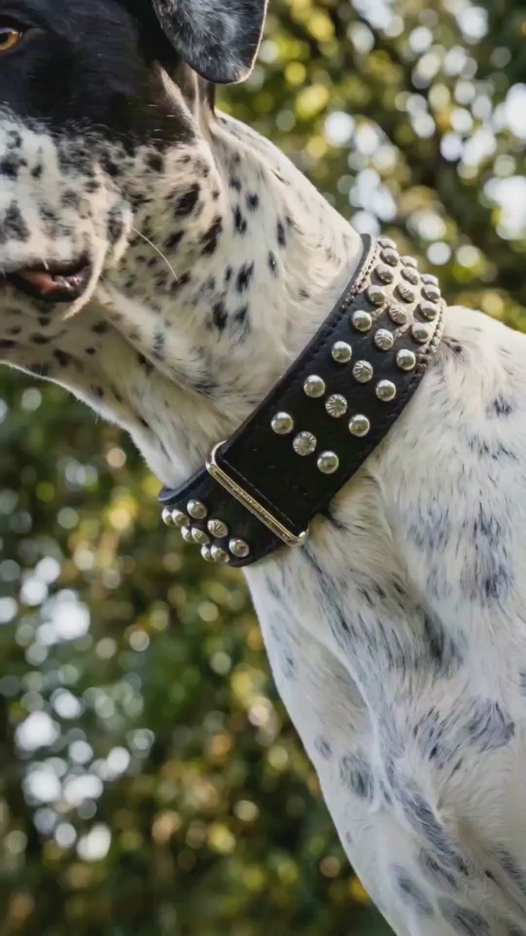 Malucchi Luxus Hundehalsband BULLET – Rock-Chic & Ikonisches Design für mittel große Hunde