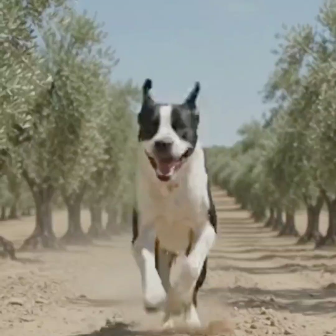 Sensitiv Hundeshampoo gegen Geruch und Juckreiz, Natürliche Fellpflege, ohne Chemie, vegan