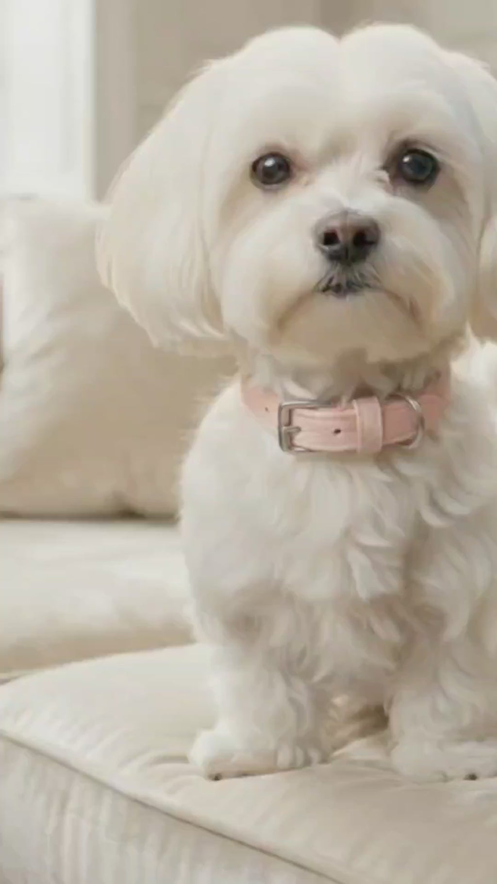 Malucchi Luxus Hundehalsband MOVIE für kleine Hunde